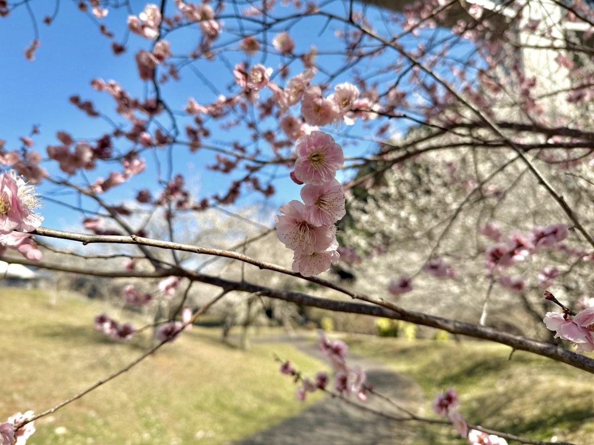 梅の花と散歩道